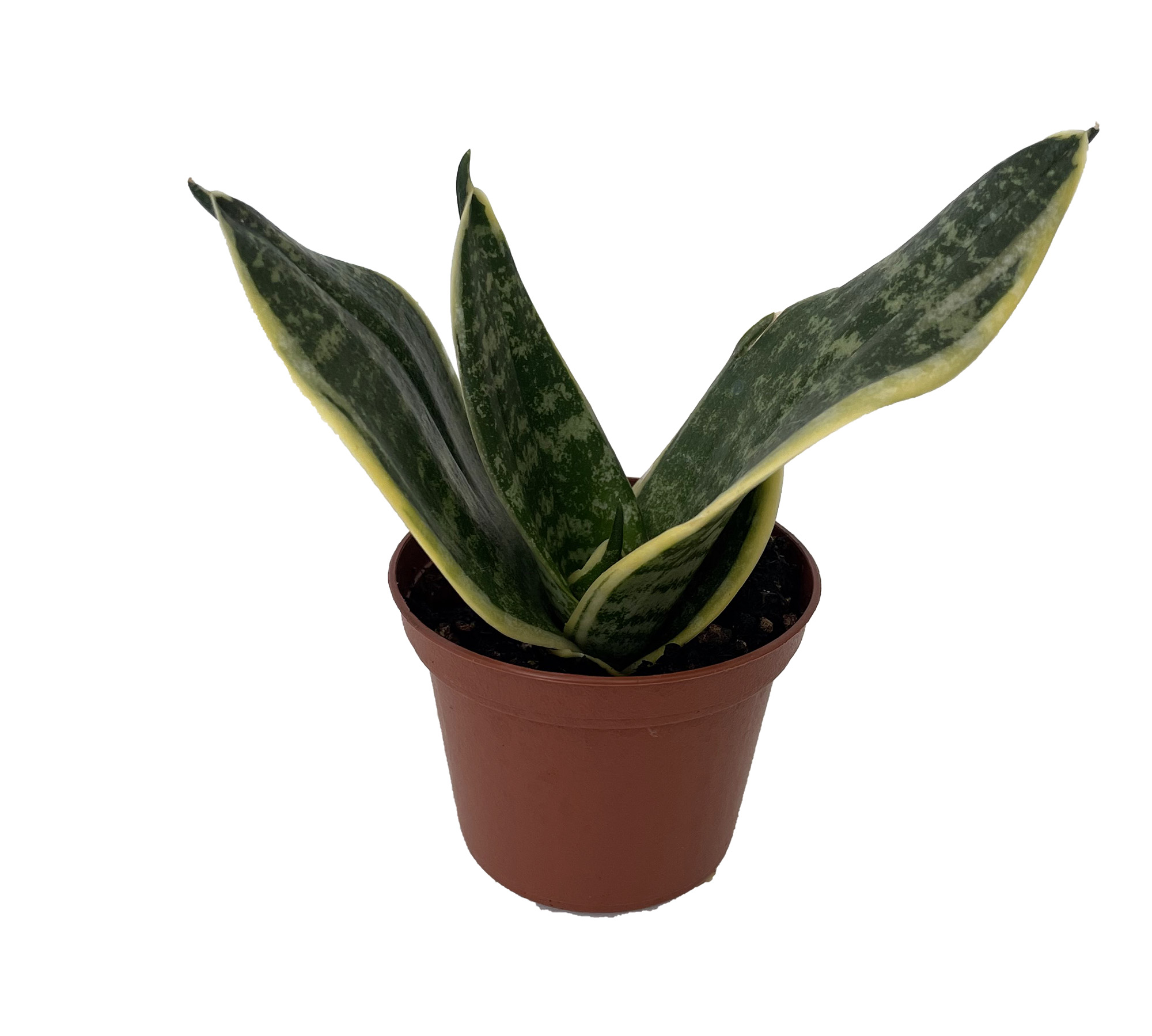 Ocean Star Birdsnest Snake Plant - Sansevieria - 2.5" Pot - Hirt's Gardens