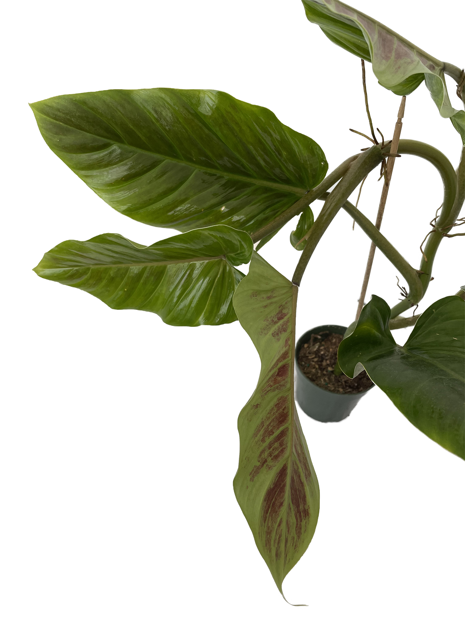 Many different kind of exotic rare tropical philodendrons munimoro.gob.pe