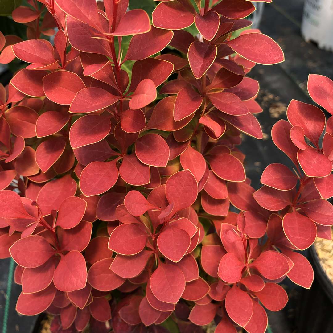 Proven Winners Sunjoy Orange Pillar Barberry