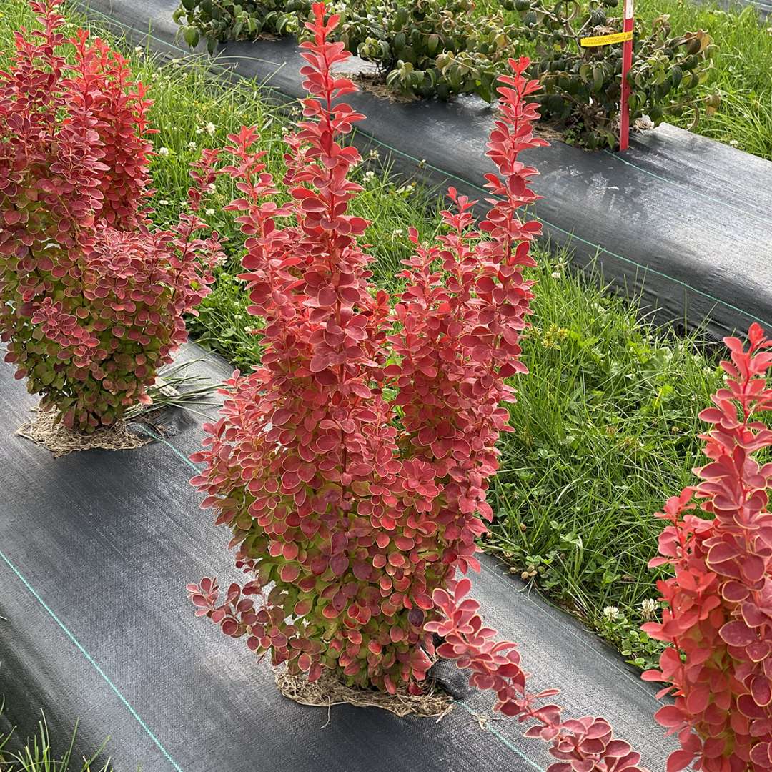 Proven Winners Sunjoy Orange Pillar Barberry - Thumbnail 2