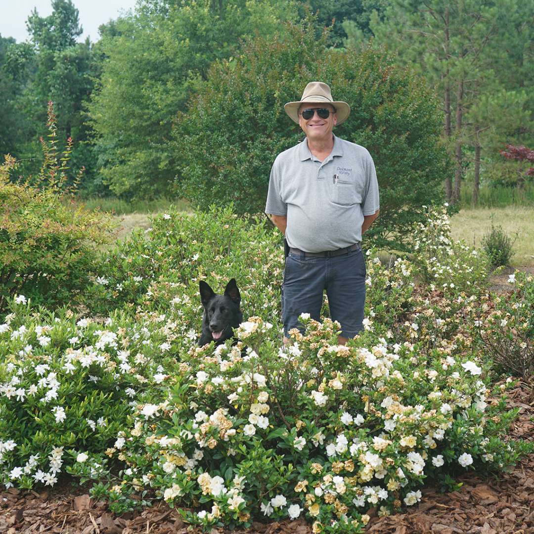 Proven Winners Steady As She Goes Gardenia jasminoides - Thumbnail 5