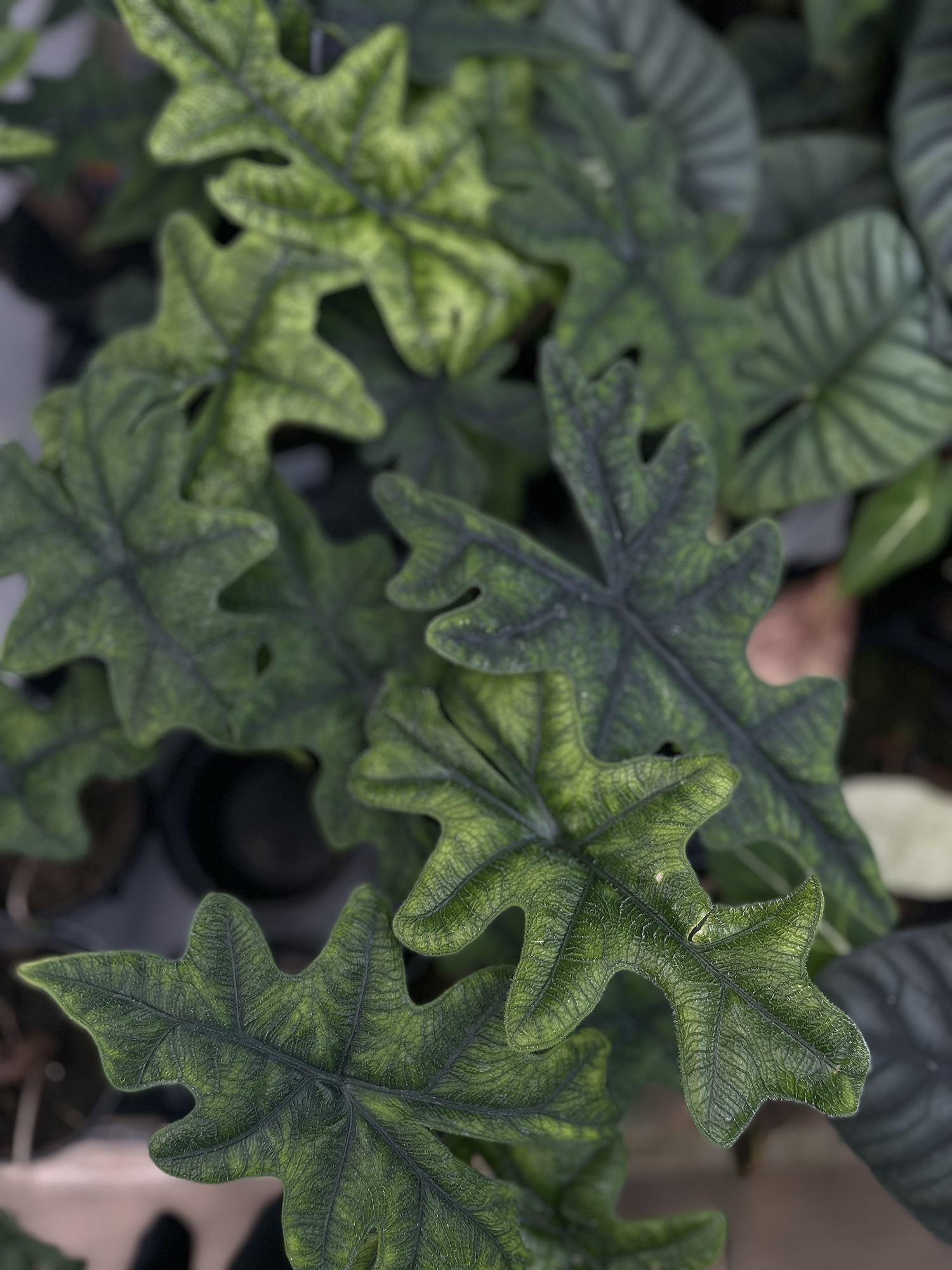 Alocasia Tandurusa Jacklyn