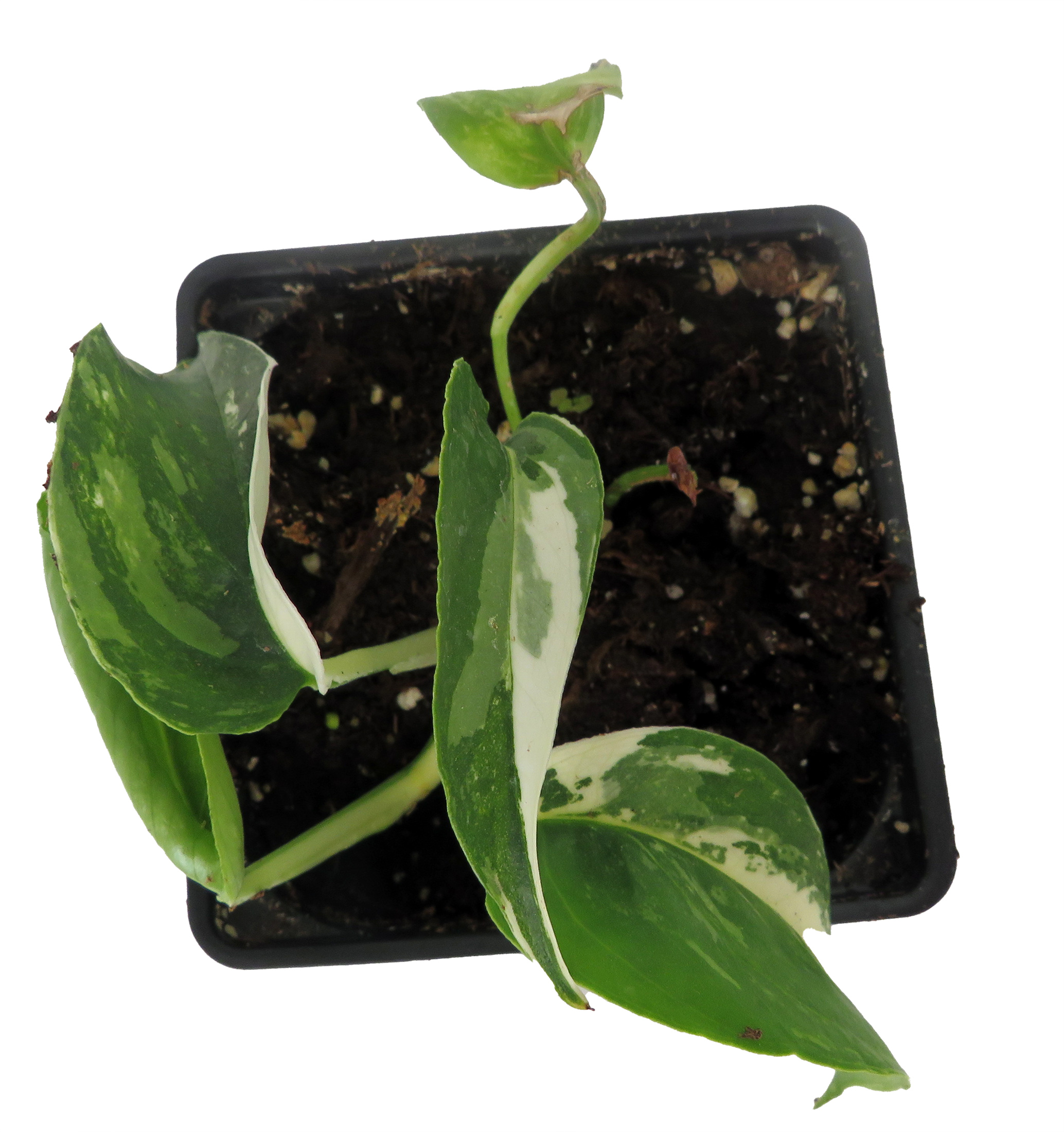 Epipremnum pinnatum (variegated) 4
