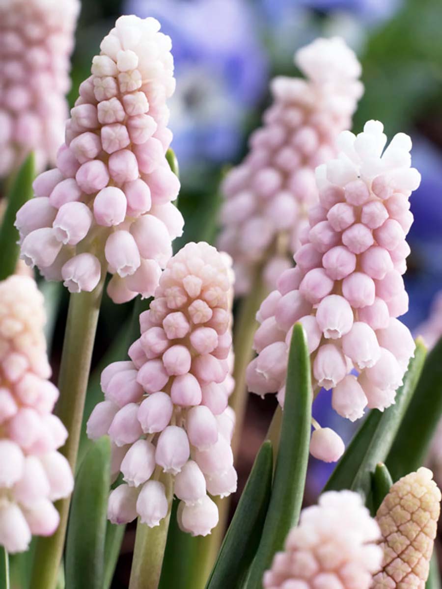 Pink Sunrise Grape Hyacinth 5 Bulbs 5 Cm Bulbs 1st Pink Muscari Hirt S Gardens Pink Sunrise Grape Hyacinth 5 Bulbs 5 Cm Bulbs 1st Pink Muscari Hirt S Gardens