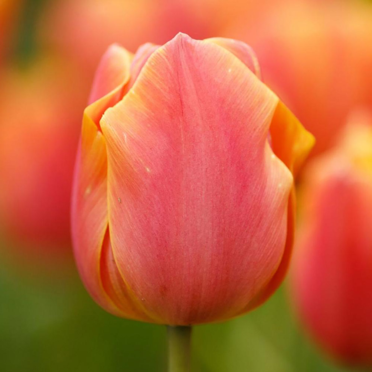 Salmon Jimmy Triumph Tulip 8 Bulbs - NEW - 12/+ cm Bulbs - Hirt's Gardens