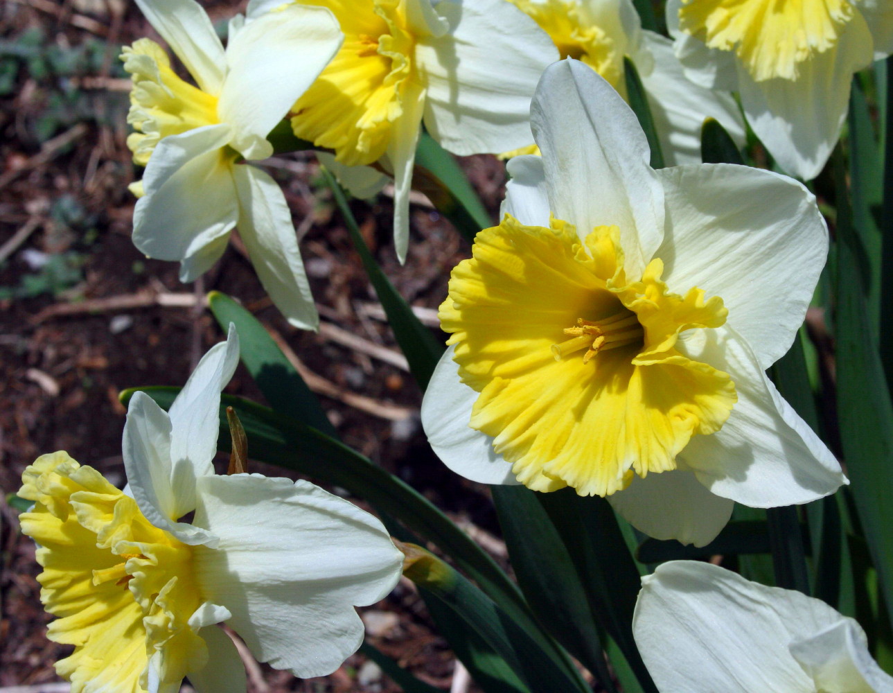 16 Daffodil Plant With Bulb