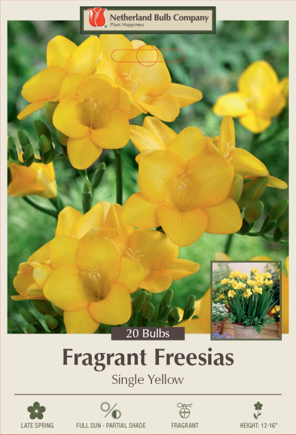 Yellow Single Freesia 20 Bulbs Fragrant 6/+ cm Bulbs Hirt's