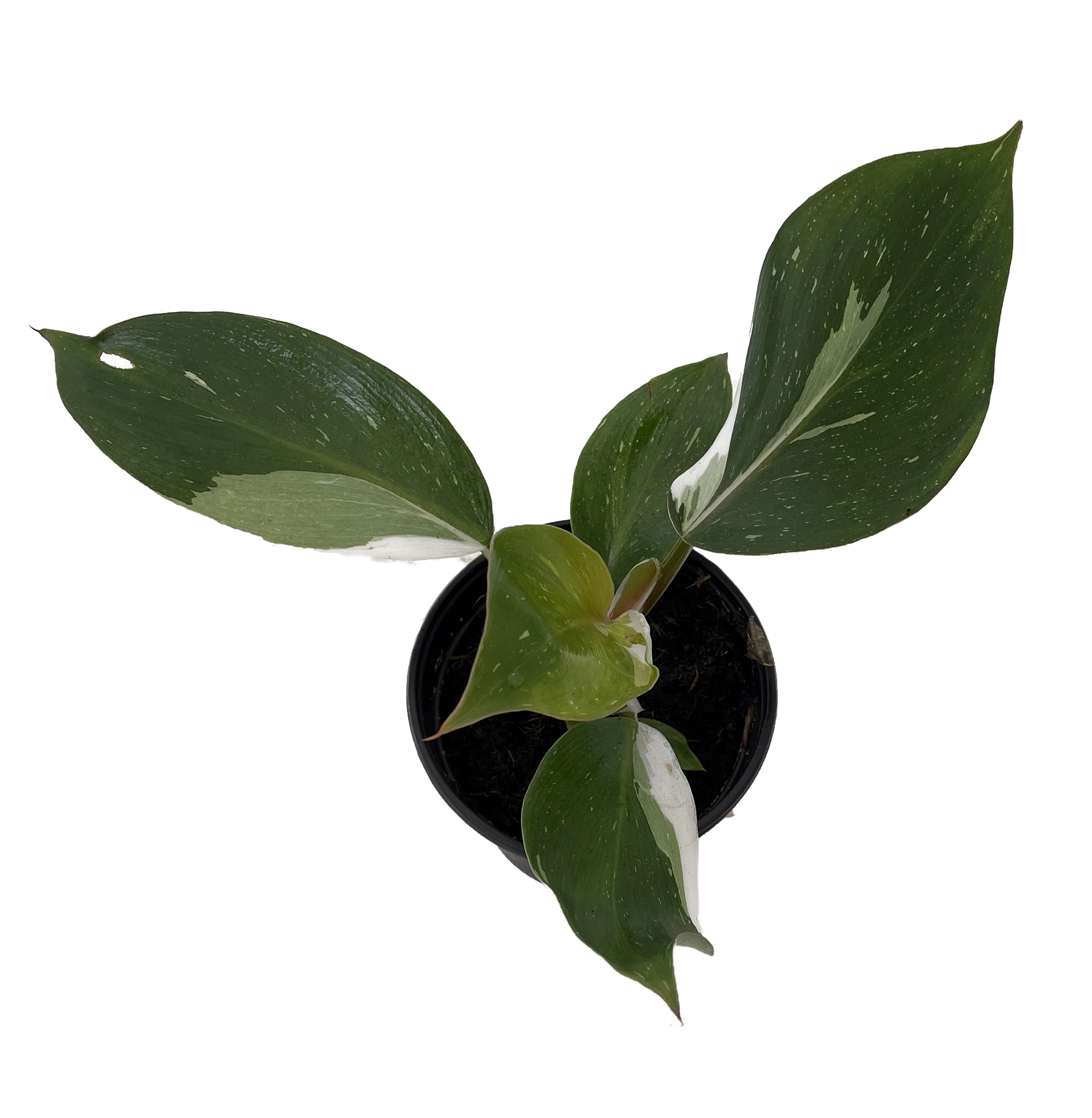 White Knight Philodendron - 4" Pot - Collector's Series - Hirt's Gardens