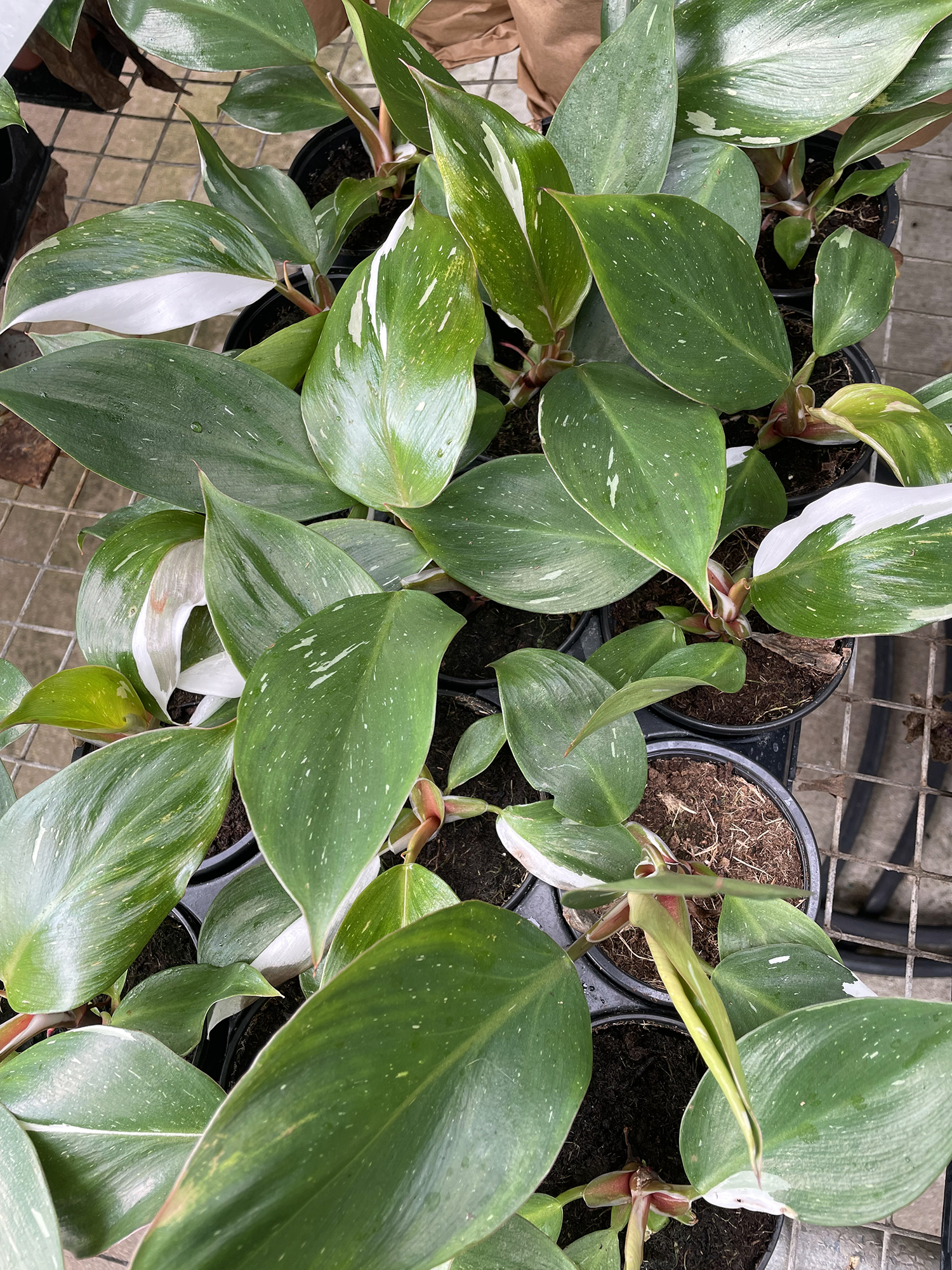 White Knight Philodendron - 4" Pot - Collector's Series