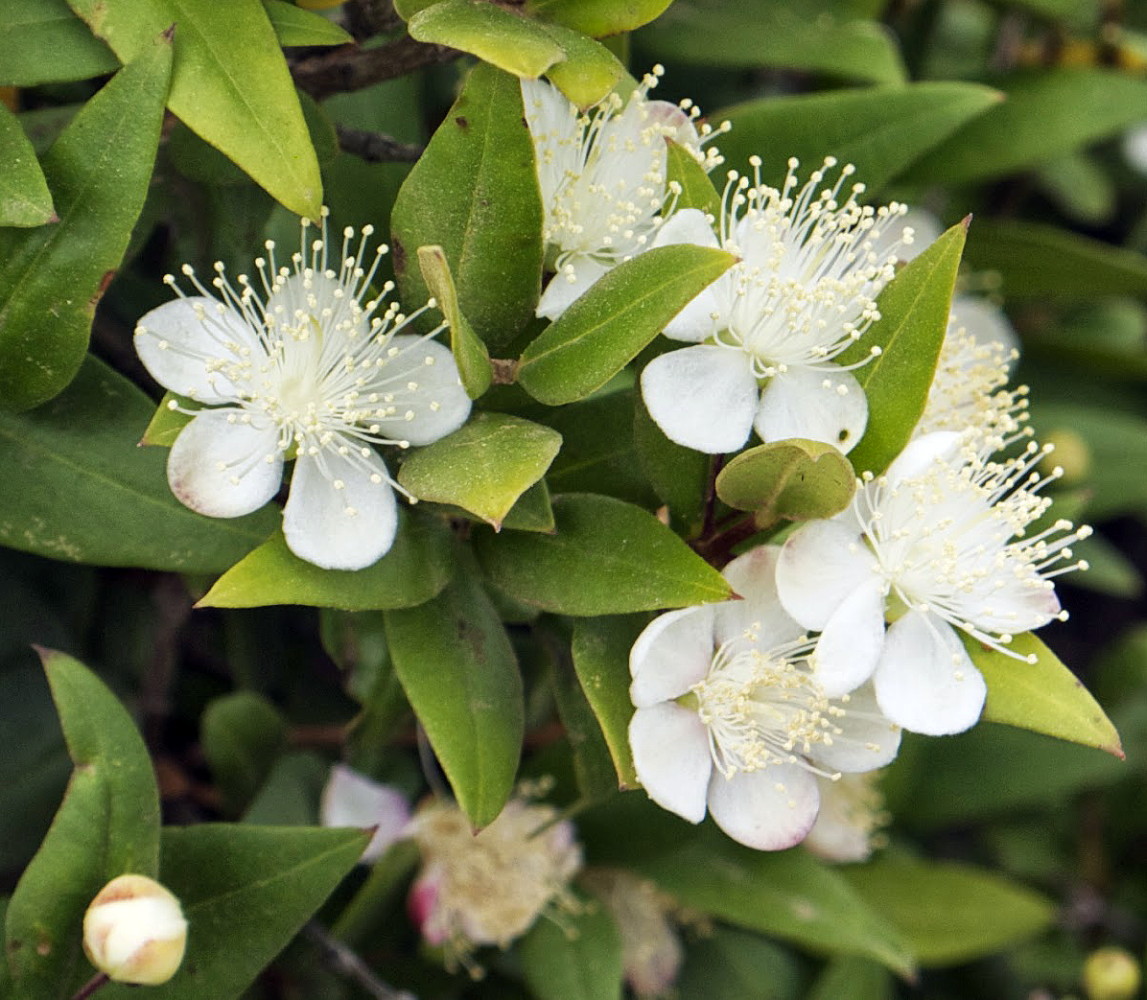 Biblical Myrtle Herb Plant - Myrtus - Ancient Herb - 4.5