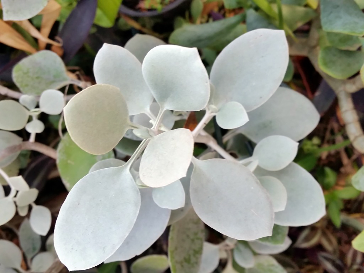 Silver Spoons hildebrandtii - Easy to grow - 2.5" Pot - Hirt's Gardens