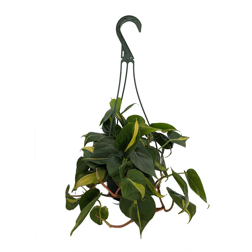 dracaena elegance Dragon Plant Dracaena Elegance – Lyra Gardens main image 1