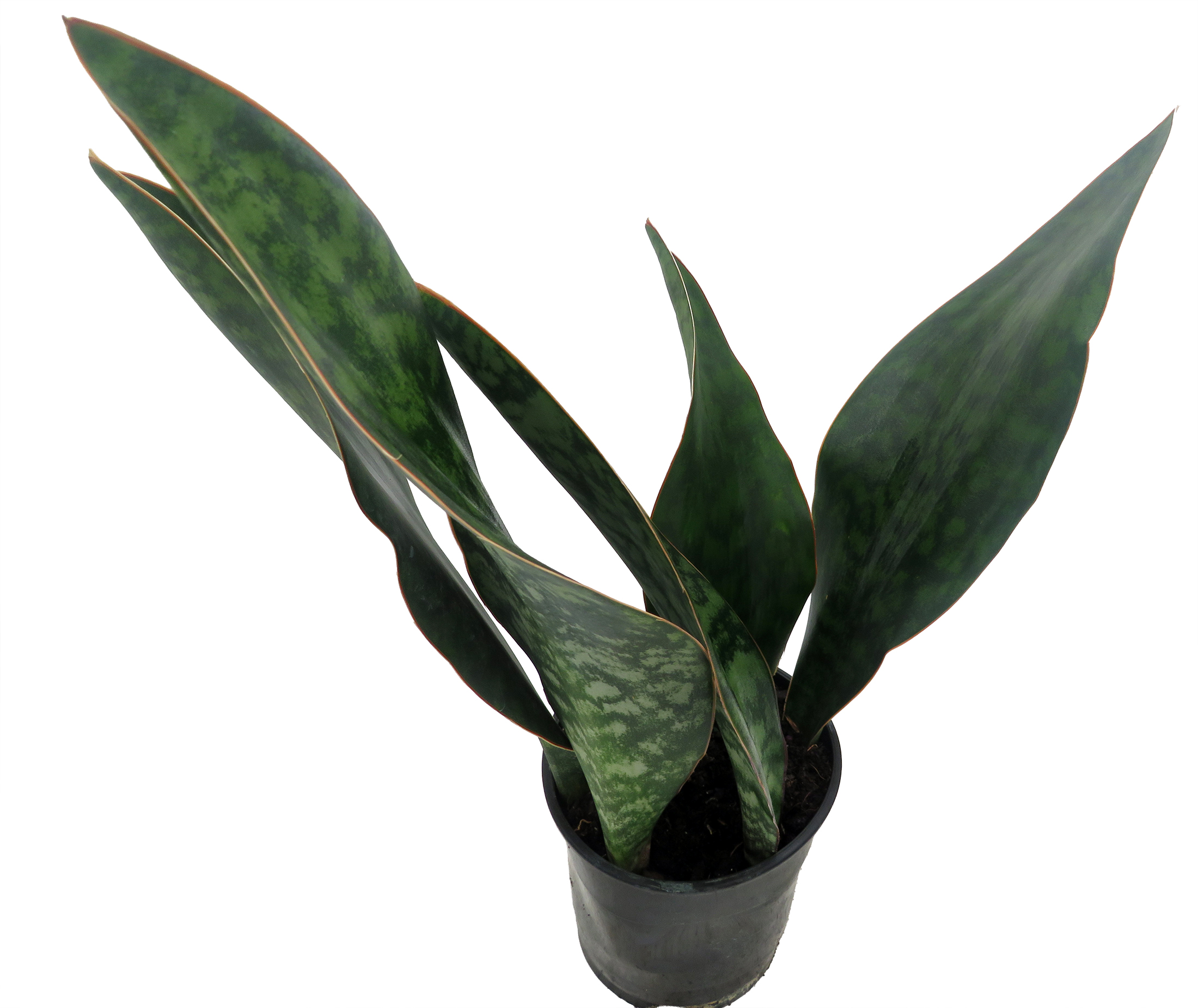 Shark Fin Snake Plant - Whale Fin - Sanseveria masoniana - 5" Pot -  Collector's