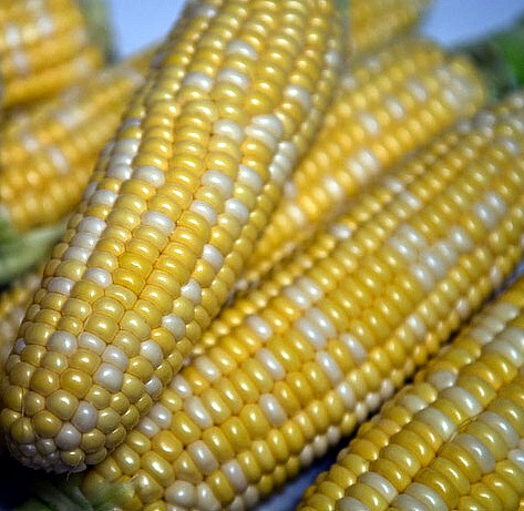 Peaches & Cream Hybrid Corn Garden Seeds (Treated) - 5 Lb - Non-GMO