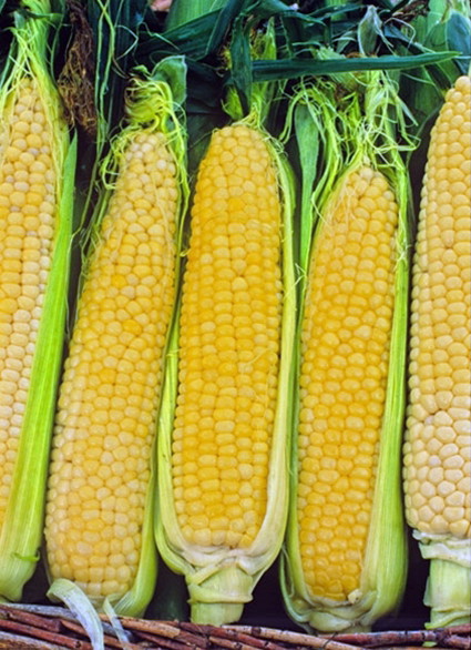 Kandy Korn Sweet Corn - 300 Seeds - Hirt's Gardens