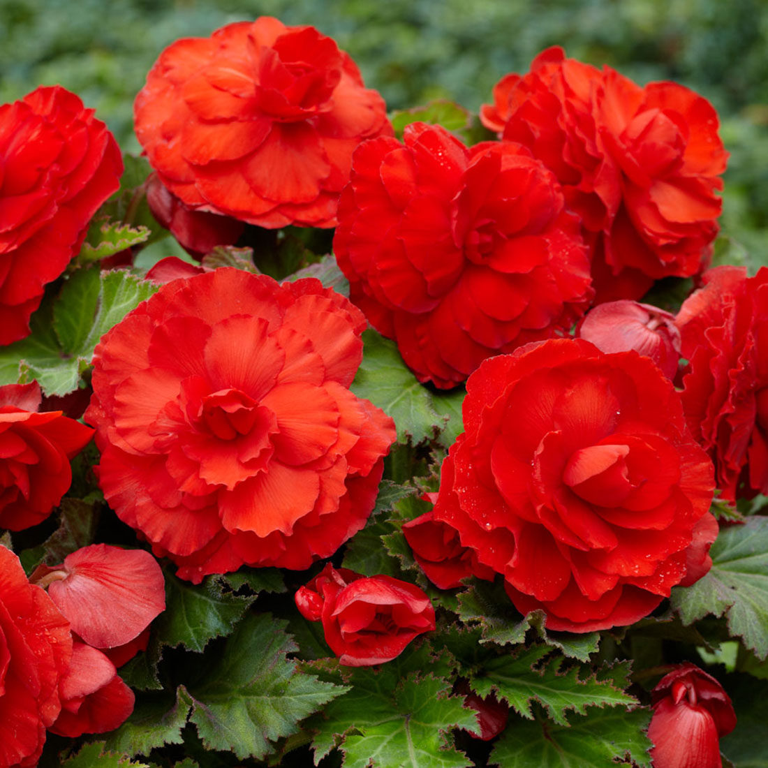 Superba Begonia Red - 2 Bulbs 6/+cm Bulbs - Hirt's Gardens