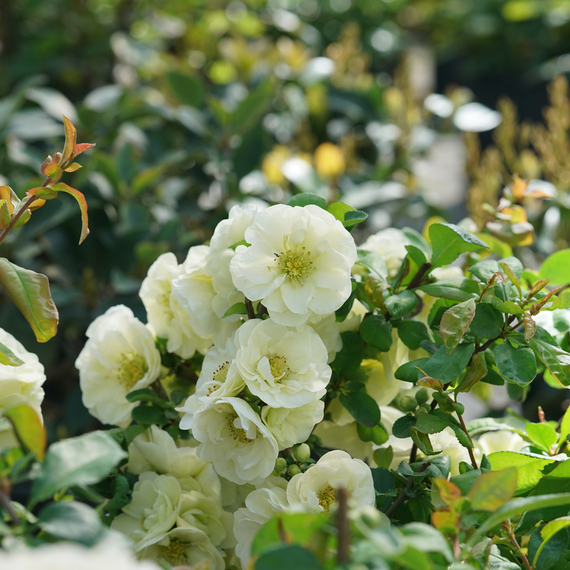 Double Take Eternal White™ - Flowering Quince - Proven Winners - 4