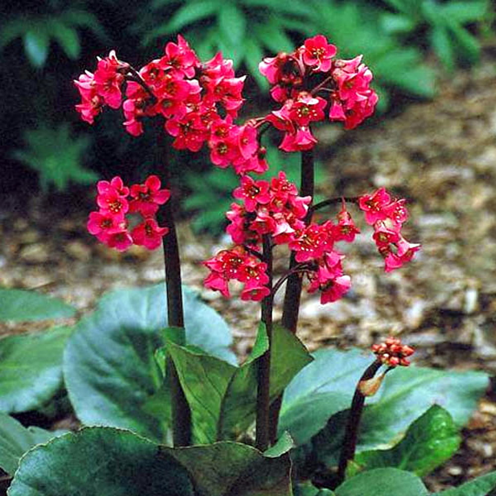 Red Beauty