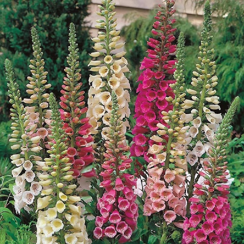Foxy Foxglove Mix Digitalis Perennial Plant 4" Pot Hirt's Gardens