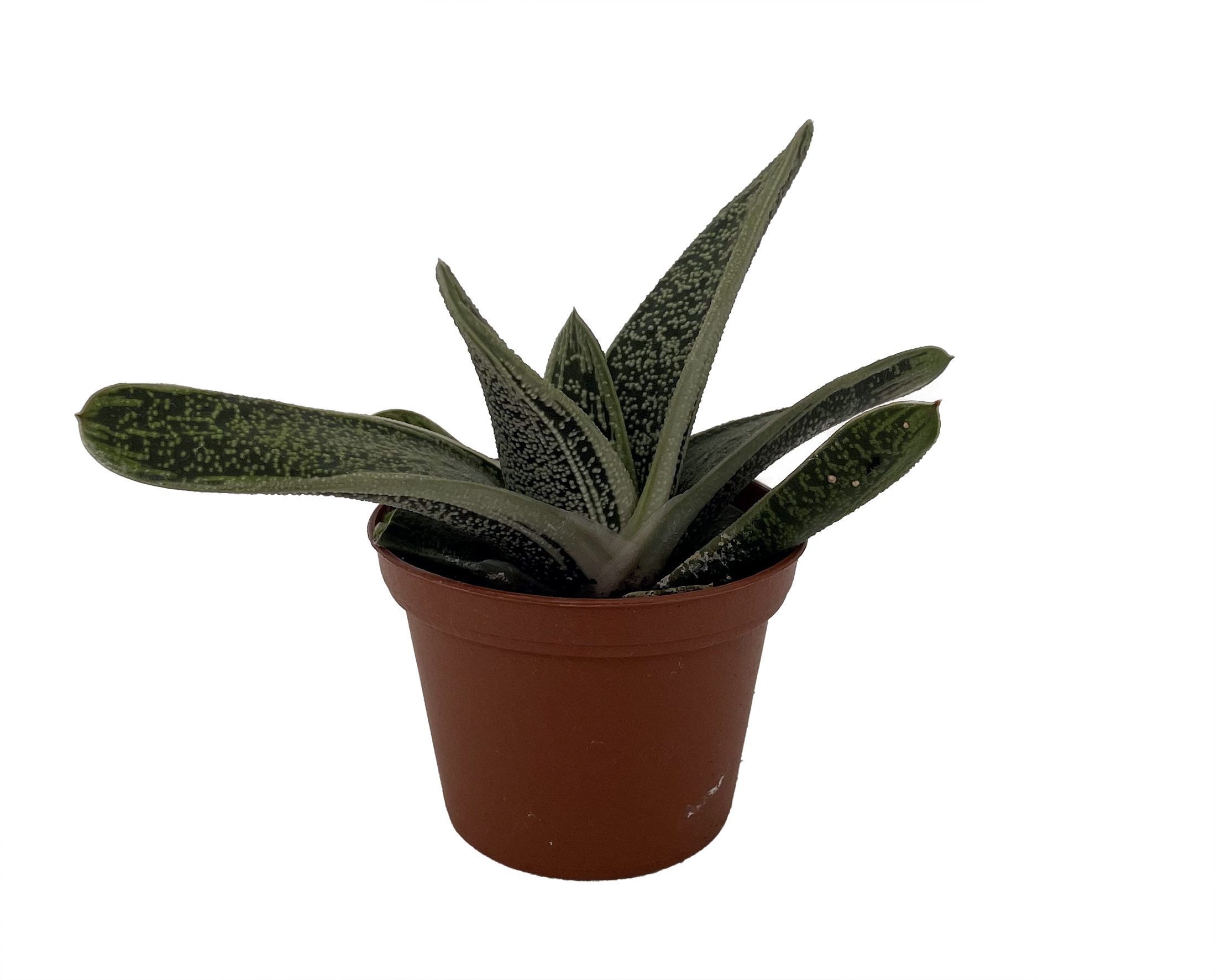 Little Warty Succulent Plant - Gasteria - 2.5" Pot