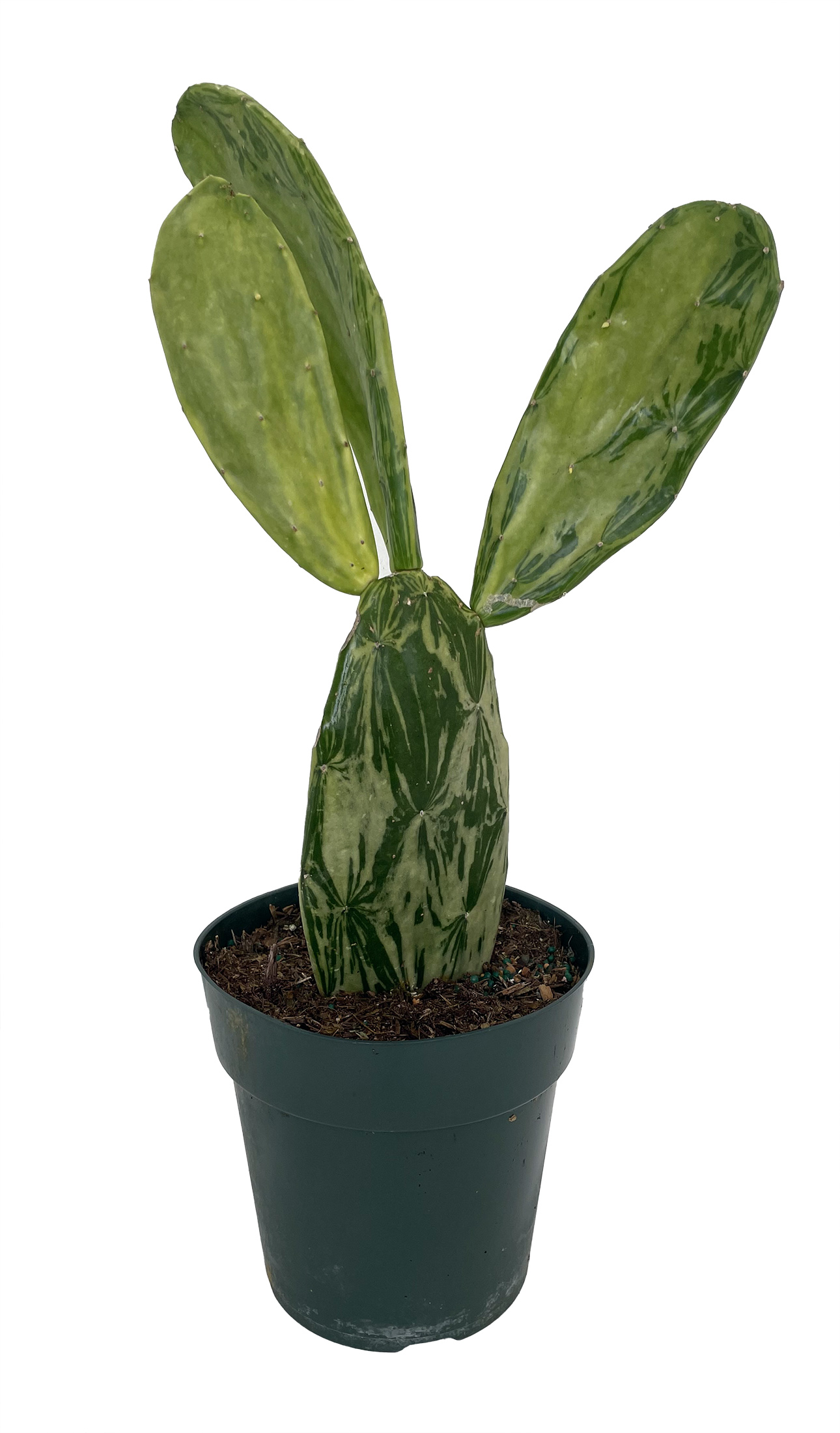 Warm Hand - Velvet Opuntia - Nopal Cactus -Opuntia cochenillifera-Edible-6" Pot
