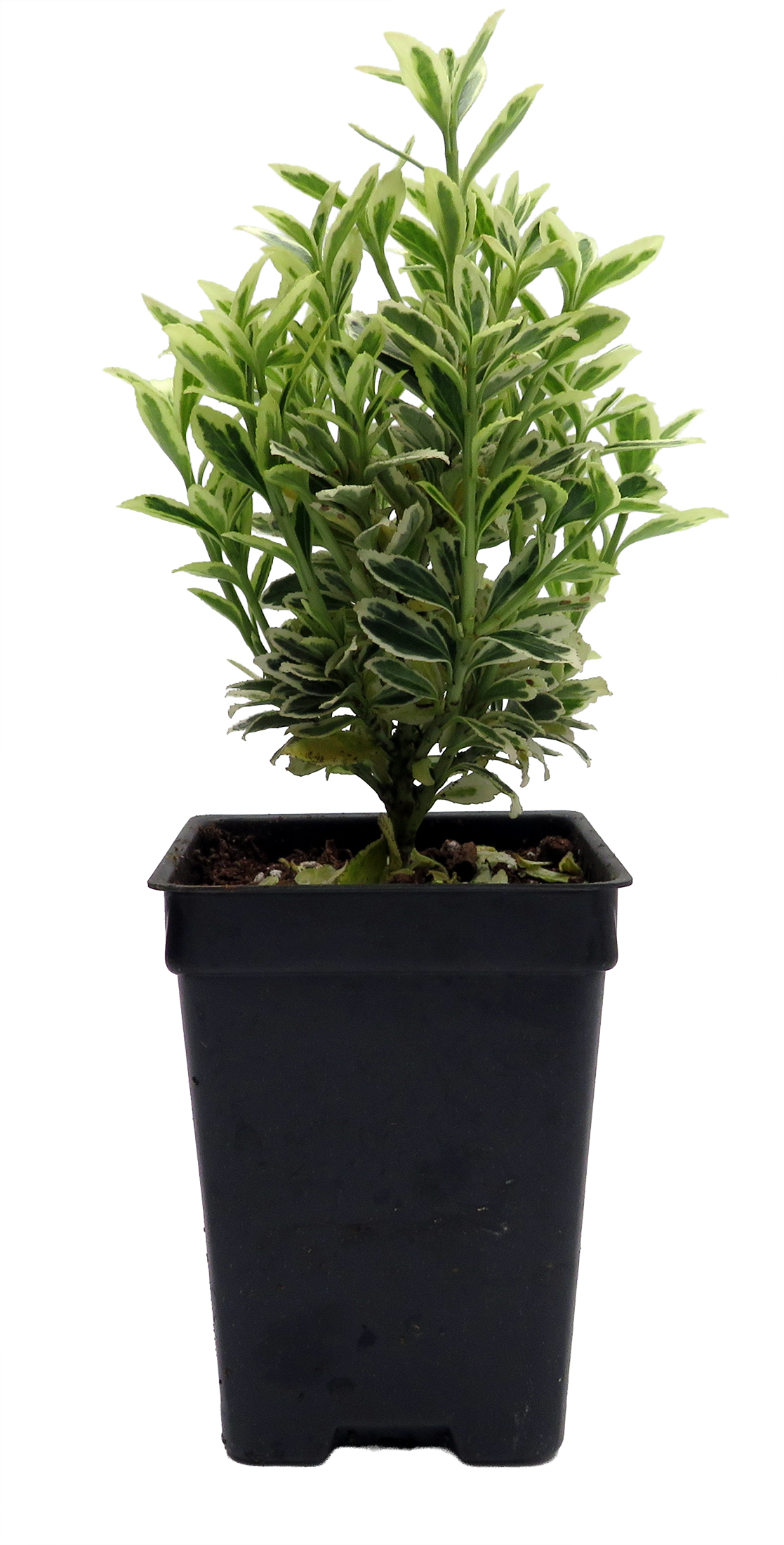 rhapis palm plant Rhapis Lady Palm | Care Guide and Pro Tips - Delivery from Toronto across  Canada