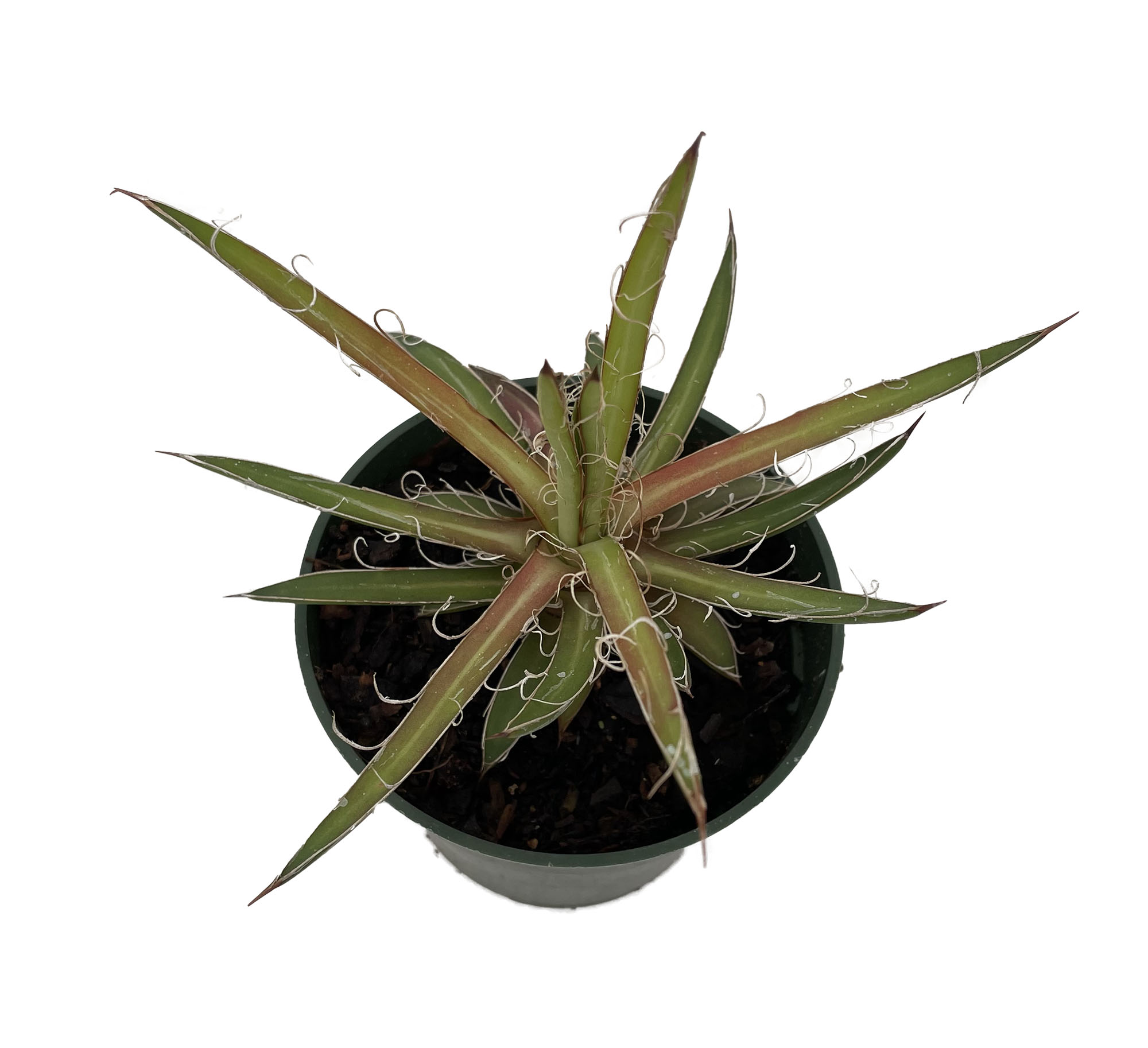 Leopard Agave Plant Agave leopoldii 4" Pot Easy to Grow House