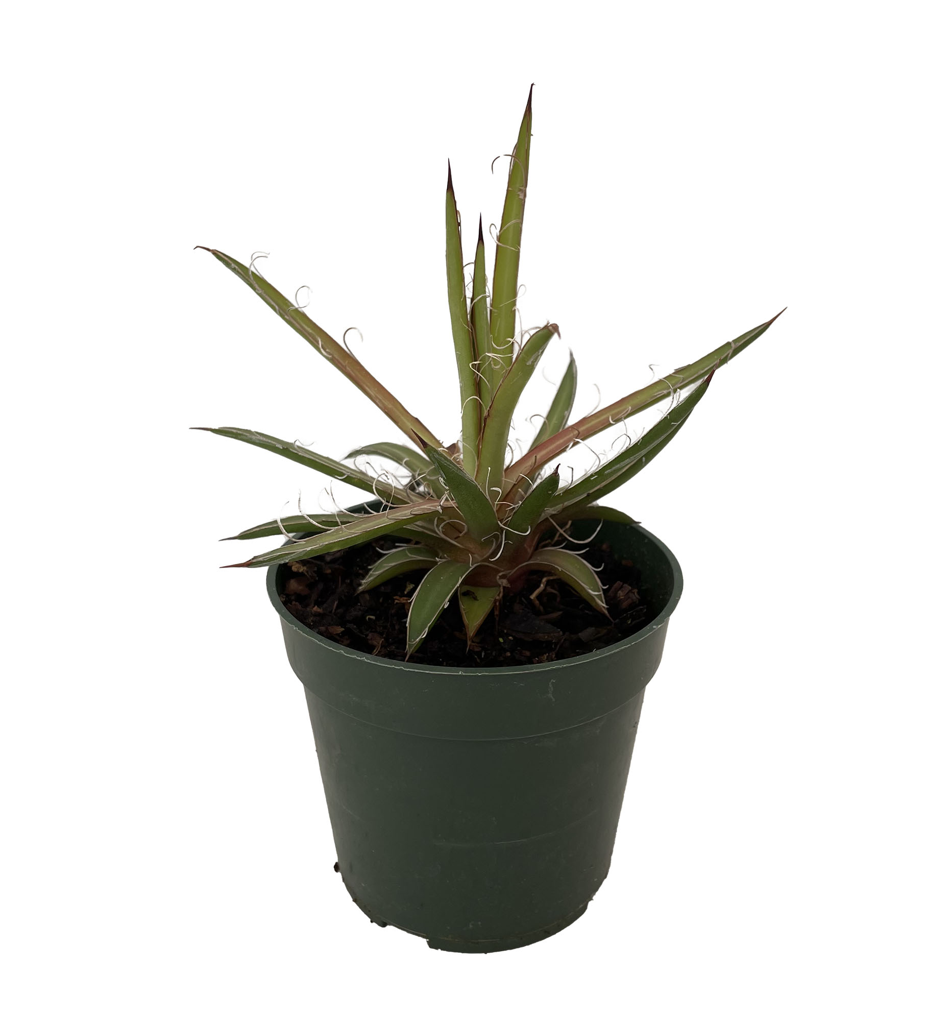 Leopard Agave Plant Agave leopoldii 4" Pot Easy to Grow House