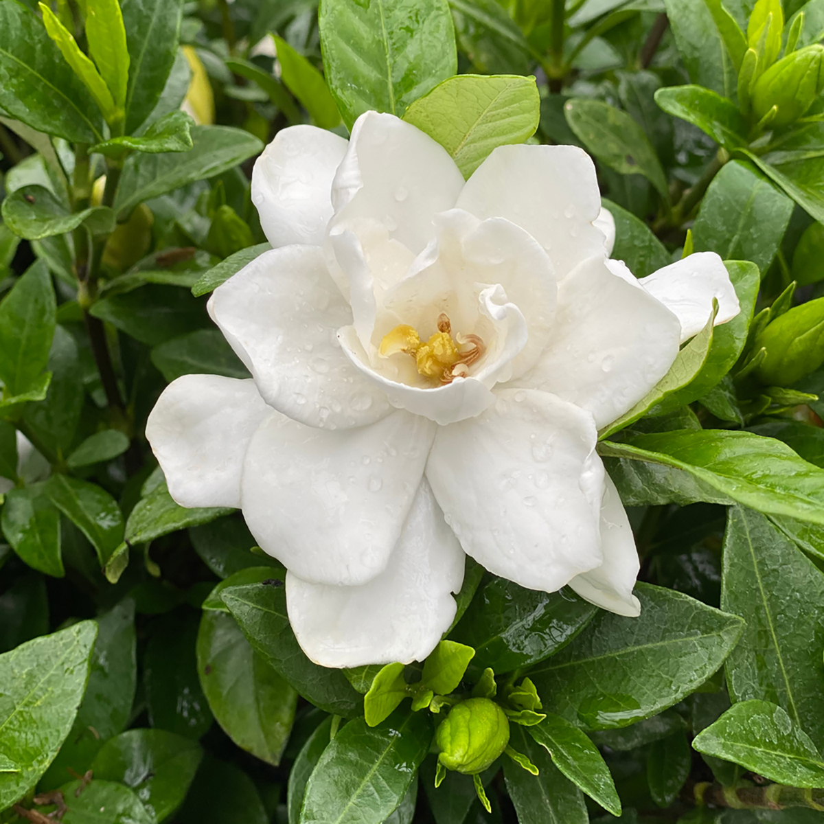 Gardenia Jasminoides - set of 4 - FloraStore