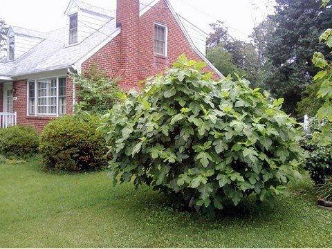 Brown Turkey Edible Fig Plant - Ficus carica - Sweet - 4" Pot - Hirt's  Gardens
