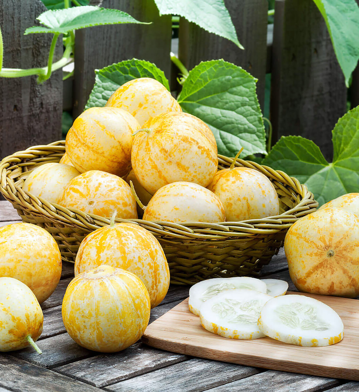 Lemon Cucumber Seeds 50 Seeds Sweet Tender Variety Hirt's Gardens