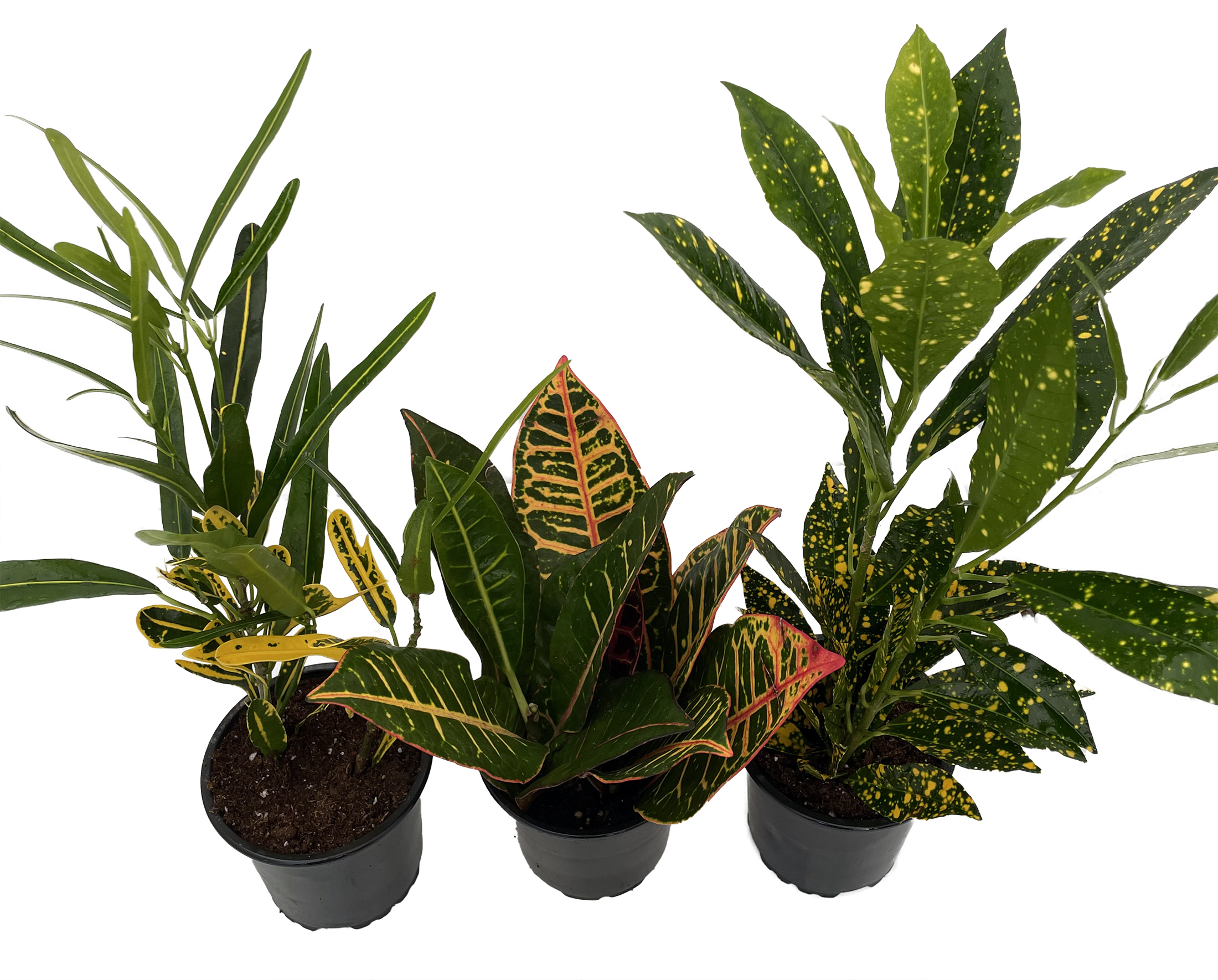 Croton Plant Assortment 3 Pack in 4" Pots Hirt's Gardens