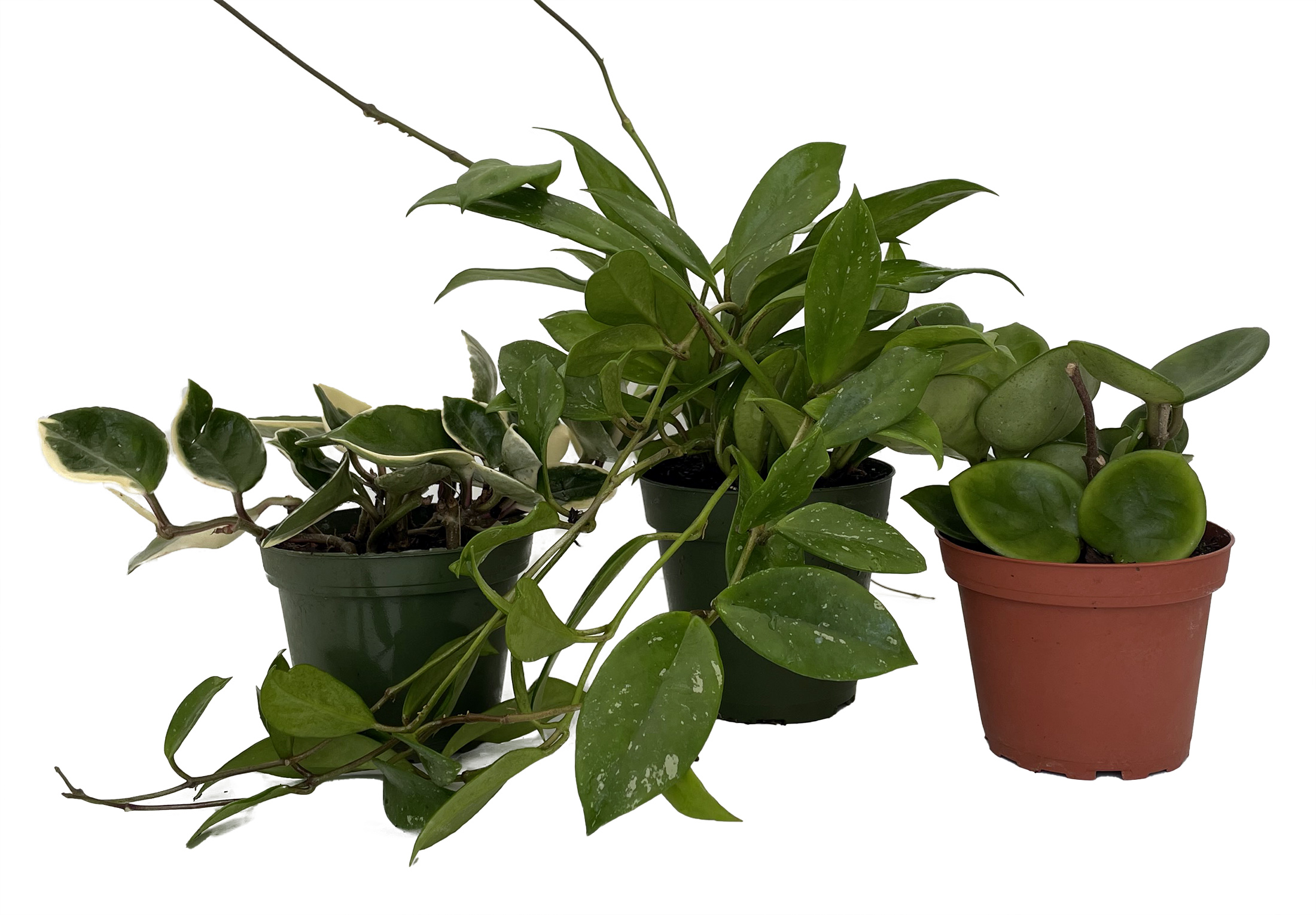plant cup and saucer 10 Violet Cup and Saucer Vine Flower Seeds