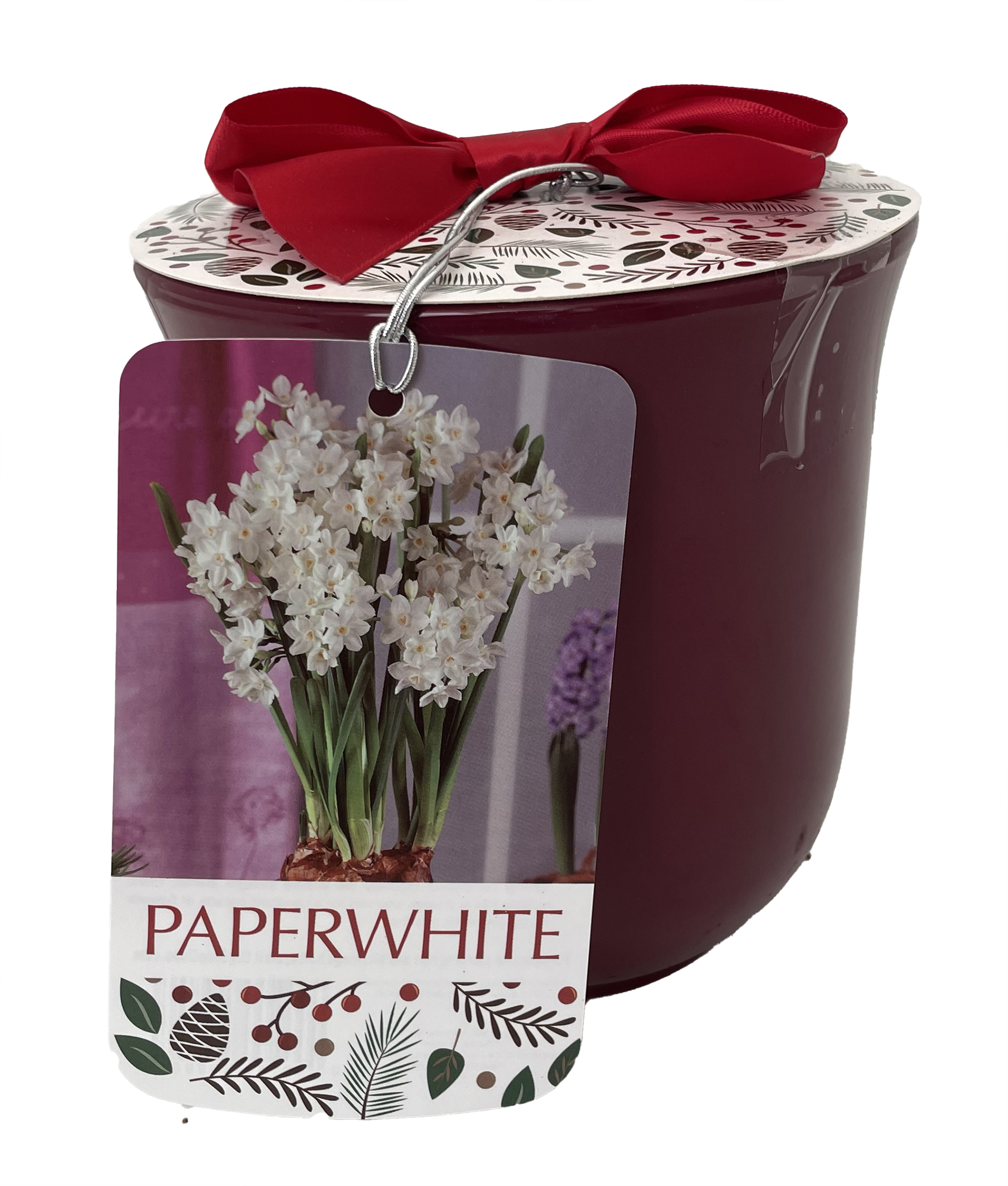 Paperwhite Kit with Windowsill Vase