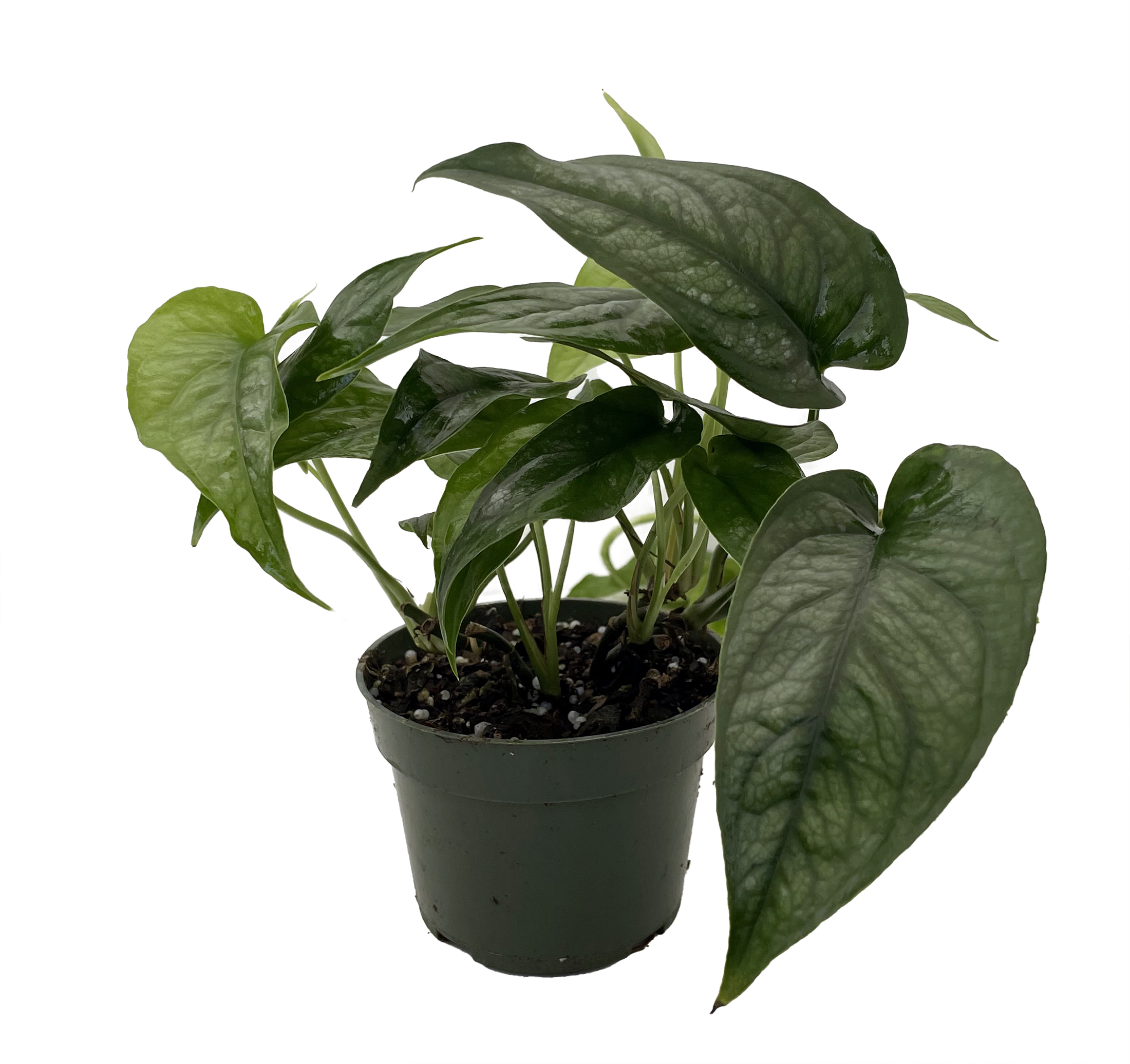 Silver Monstera Monstera siltepecana Easy to Grow 4" Pot Hirt's