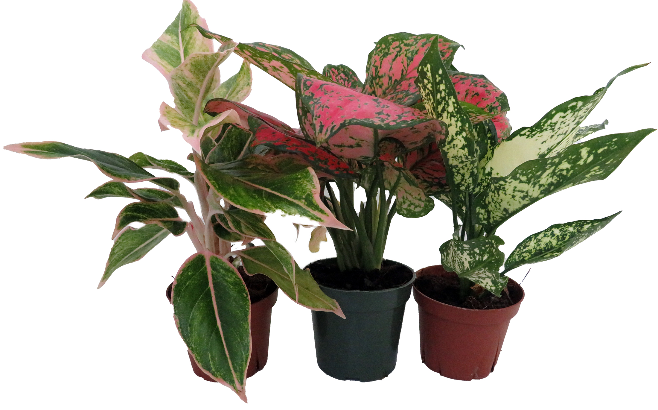 aroid mix for philodendron Philodendron + Monstera Soil Mix