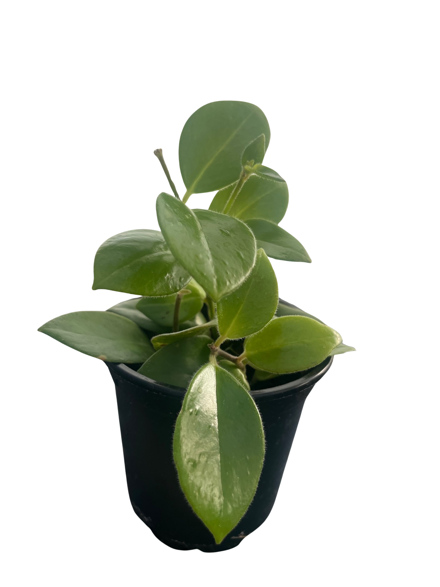 Mona Lisa Lipstick Plant 4