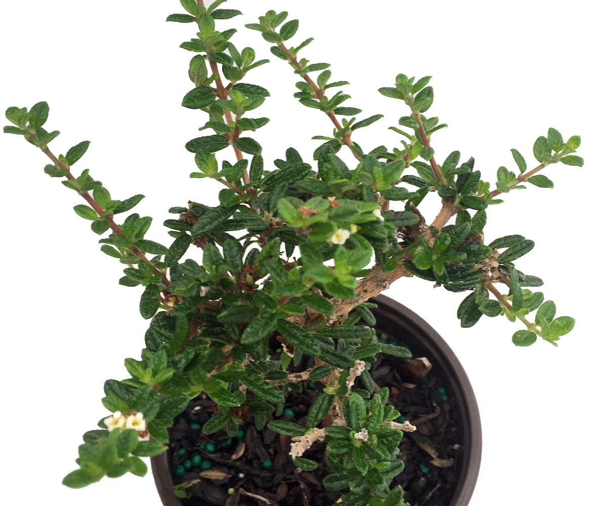 Bahama Berry - Mounjean Tea - Nashia inaguensis - 4" Pot - Herbal Tea -  Hirt's Gardens