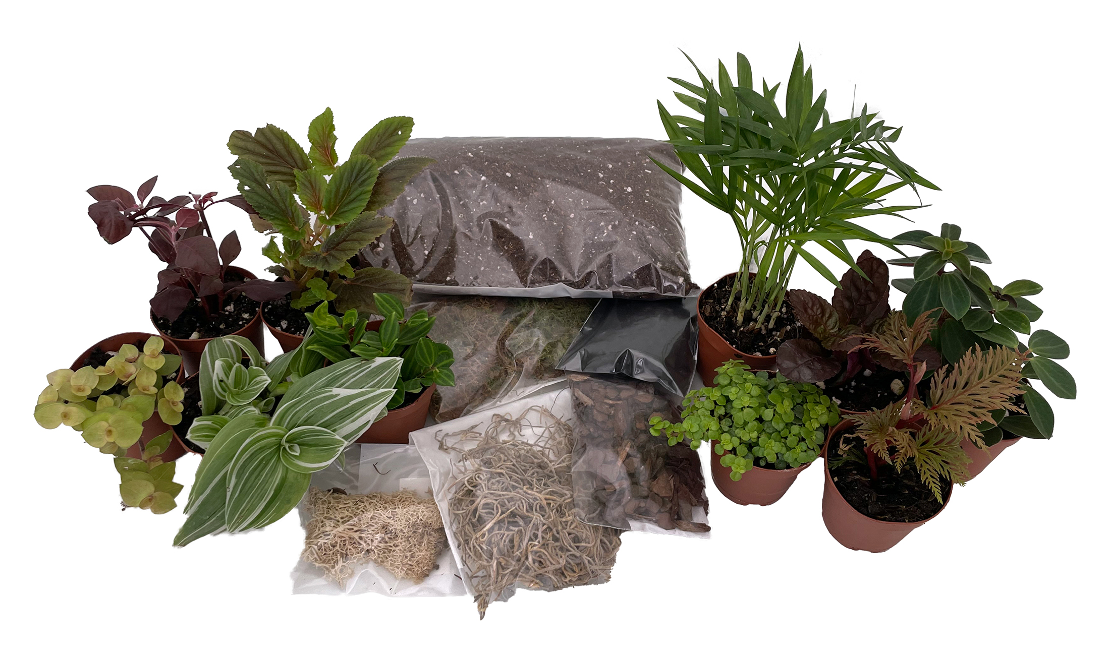 La Green Touch Kit Terrarium Diy 2 Plantes, Ficus et Fittonia