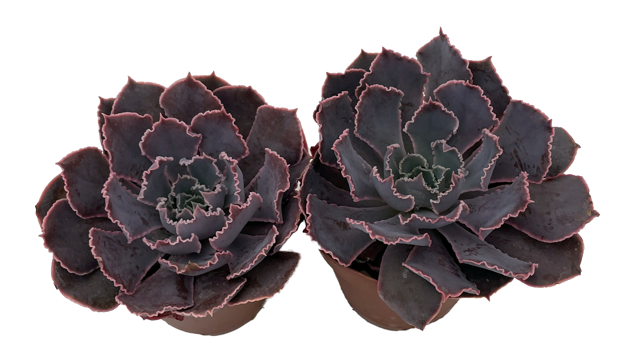 indoor plants from seed Grow an Indoor Jungle Houseplant Seed Kit Beginner