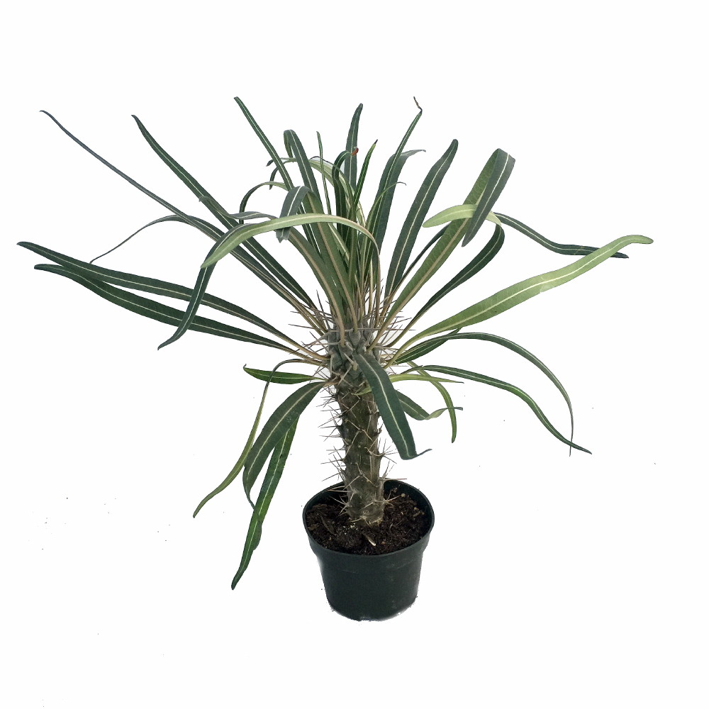 Madagascar Palm - Pachypodium Lamerei - Exotic & Easy! - 4