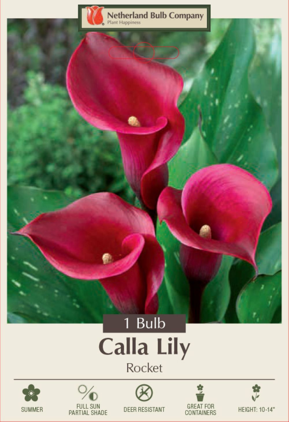 Rocket Calla Lily Bulb - 14/16cm Bulb - Bold Maroon - Hirt's Gardens