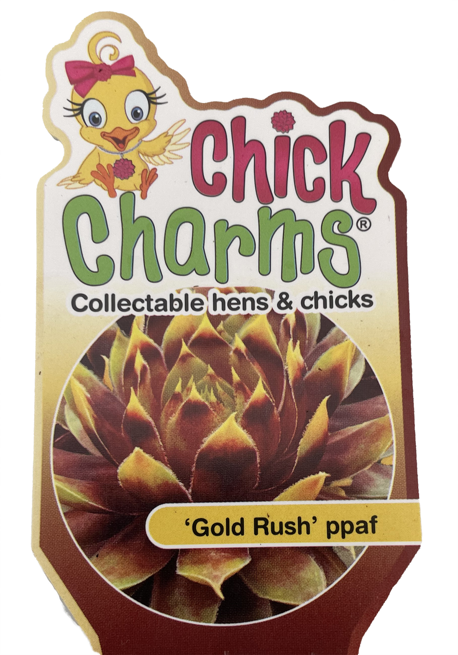 Chick Charms Gold Rush - Thumbnail 5