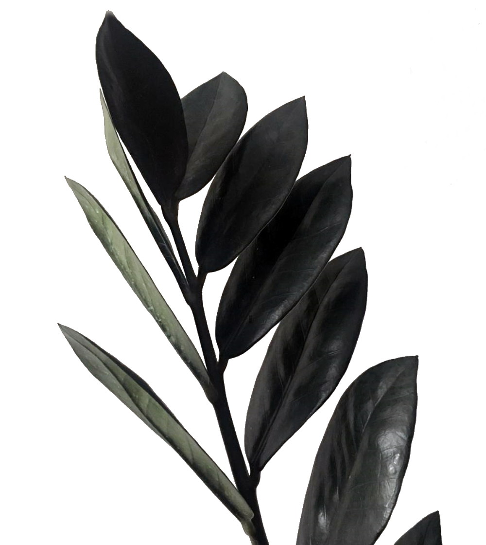 artificial snake plant in white pot Nearly Natural 3.5 ft. Artificial Sansevieria Plant in White Planter main image 1