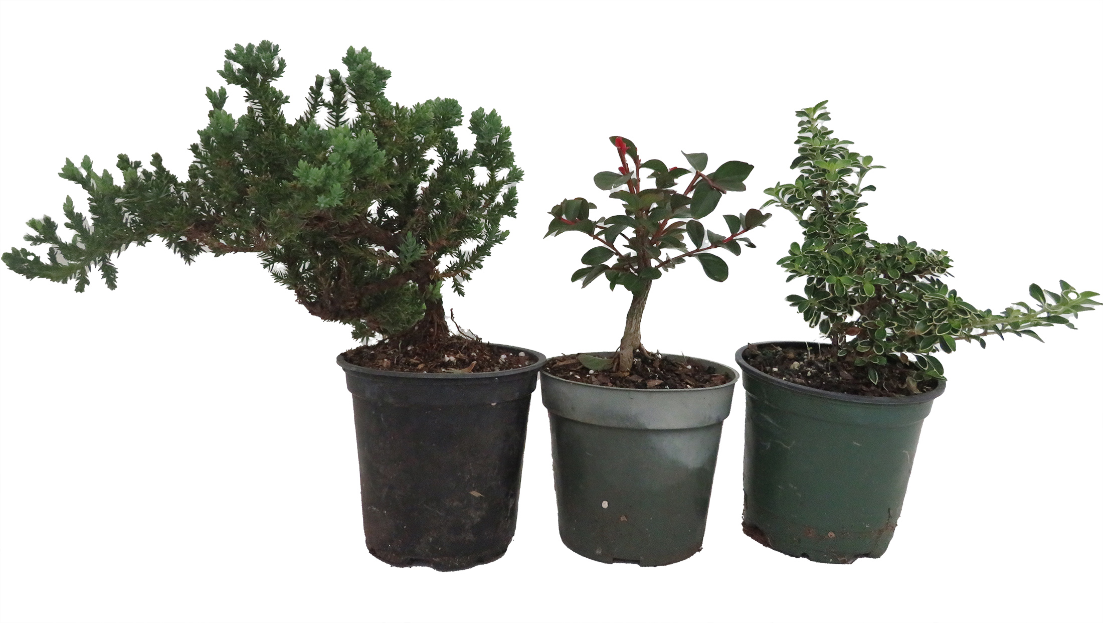 bonsai media Kanuma Japanese Bonsai Growing Media for Ericaceous Plants – Kaizen Bonsai