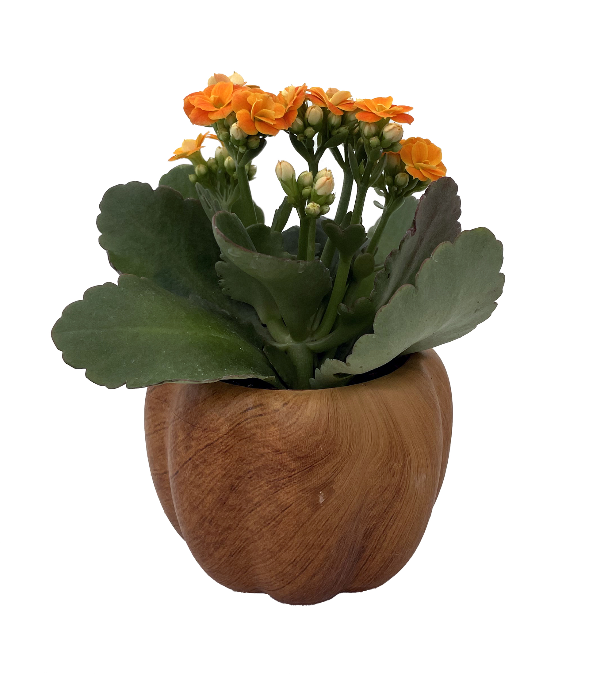 Hickory Wooden Pumpkin Planter with Calandiva Succulent Plant - 3