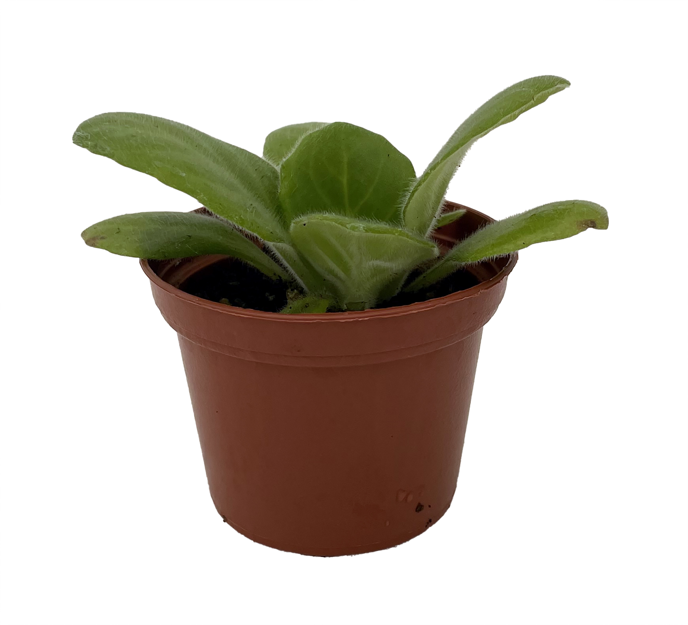 design a planter Spruce Planter (21