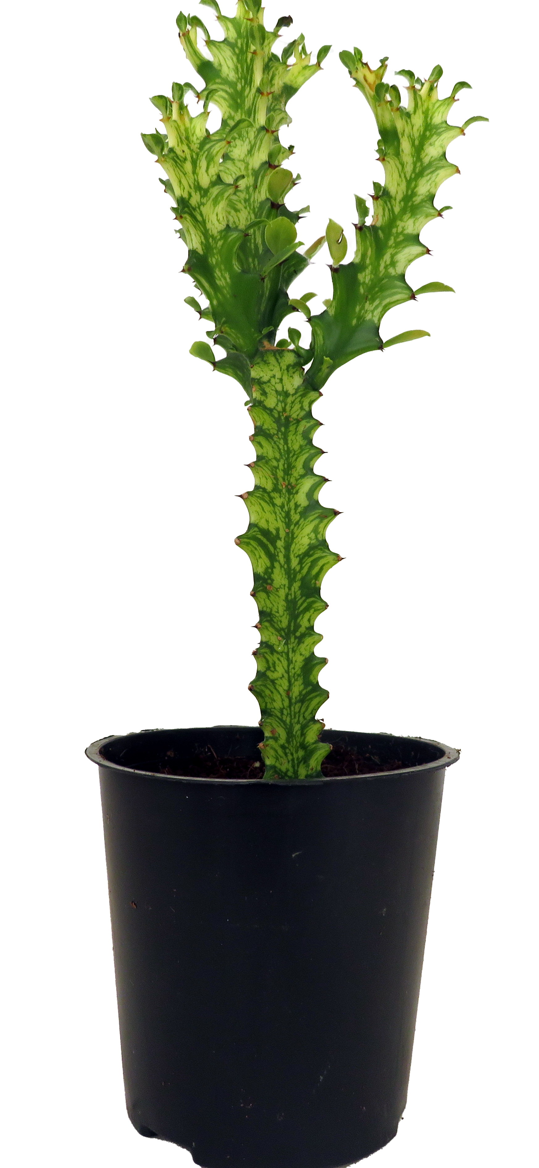 baumfreund kaufen Philodendron 'Ring of Fire' (Rarität) kaufen