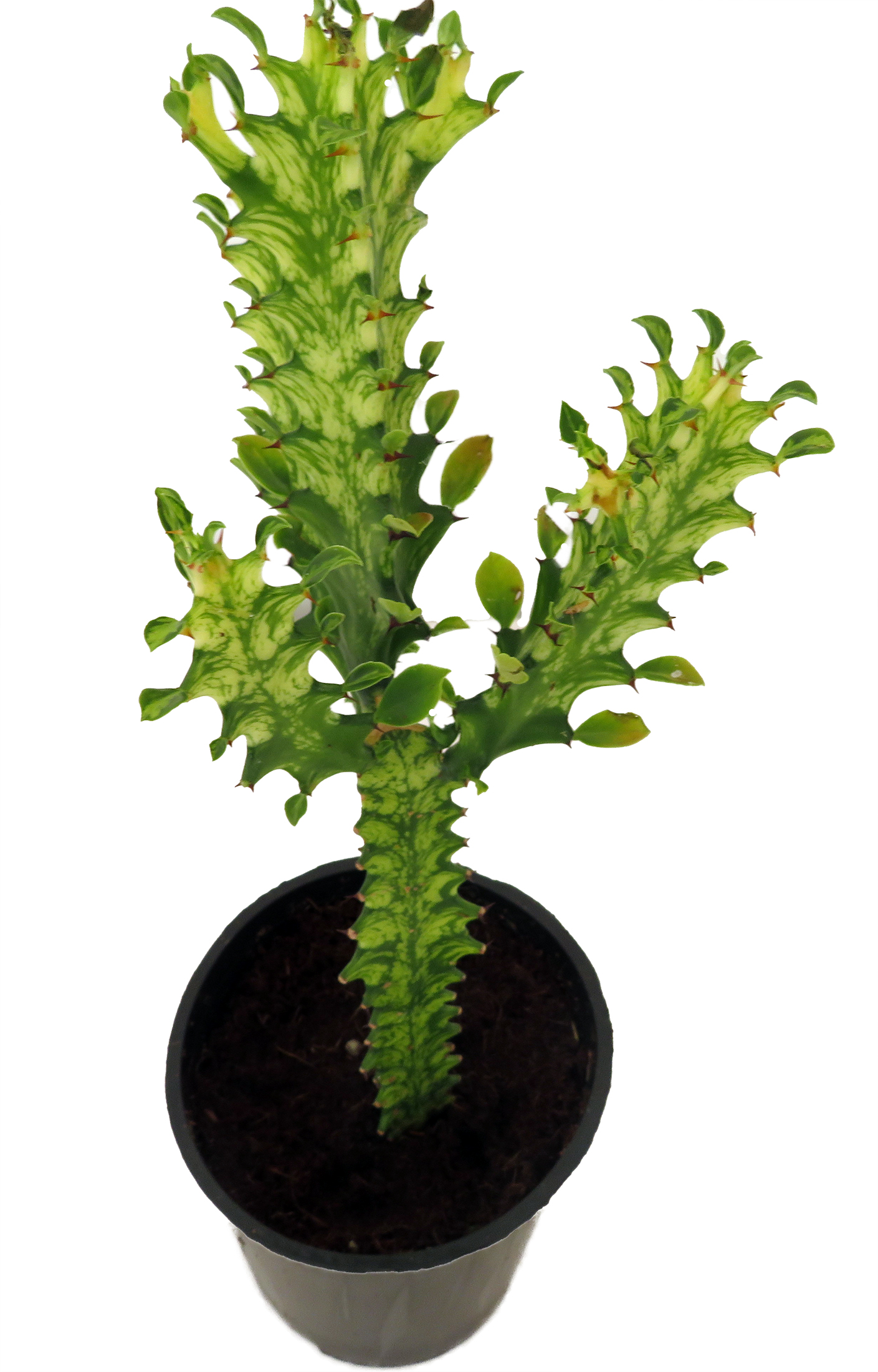 weihnachtsbaum im topf knstlich Groe Zeder als Weihnachtsbaum  Green Me Up