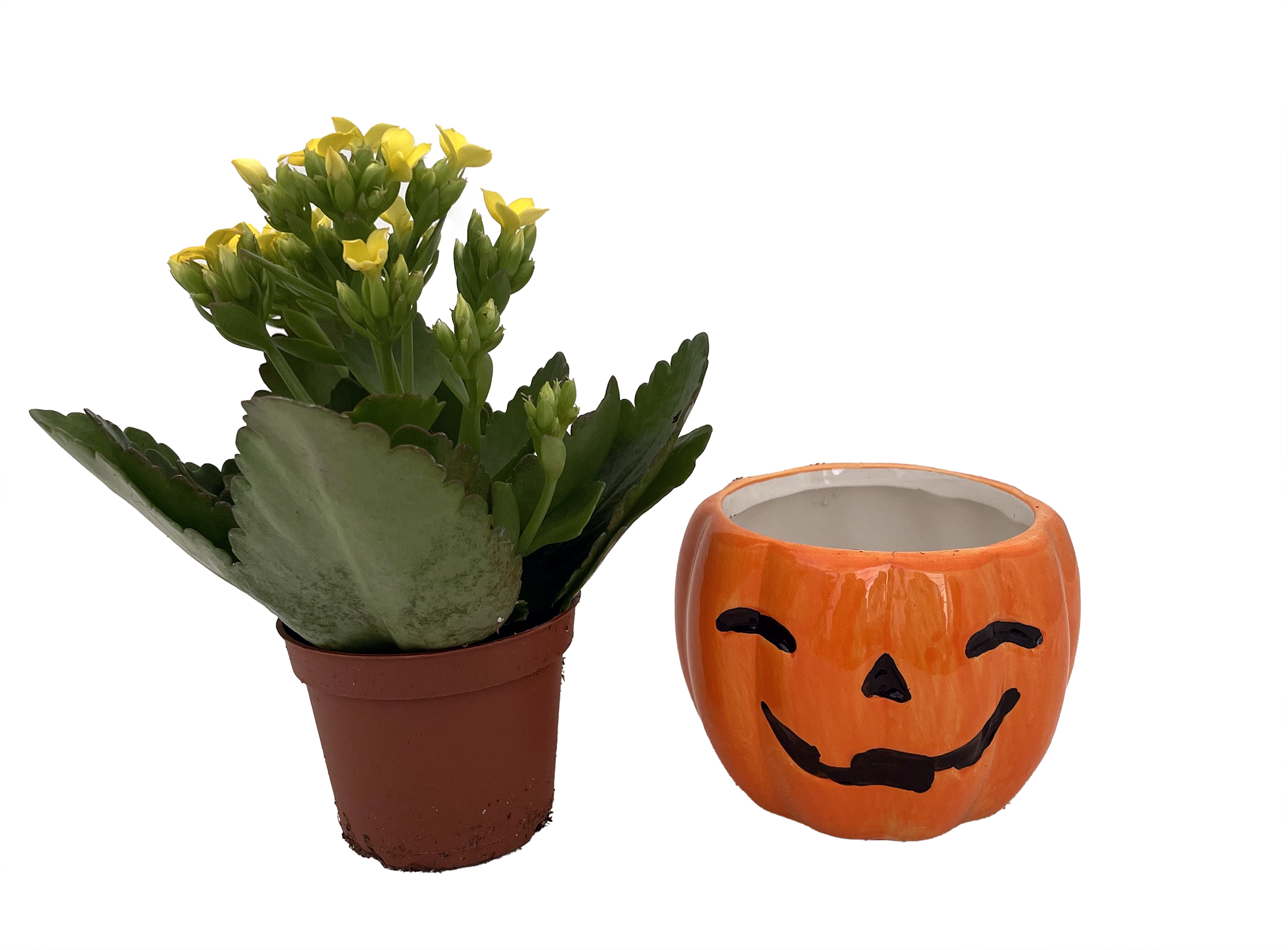 Happy Jack o Lantern Ceramic Planter with Live Kalanchoe Succulent Plant-  3" Pot - Hirt's Gardens